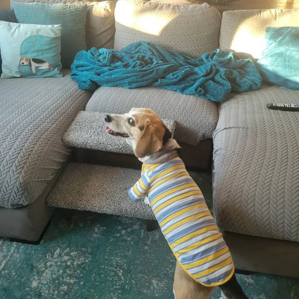pet stairs for bed