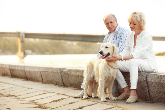 Embracing the Golden Years: The Importance of Pet Steps for Aging Dogs